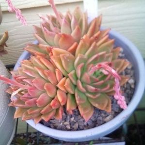 Meet your Posher, Denise